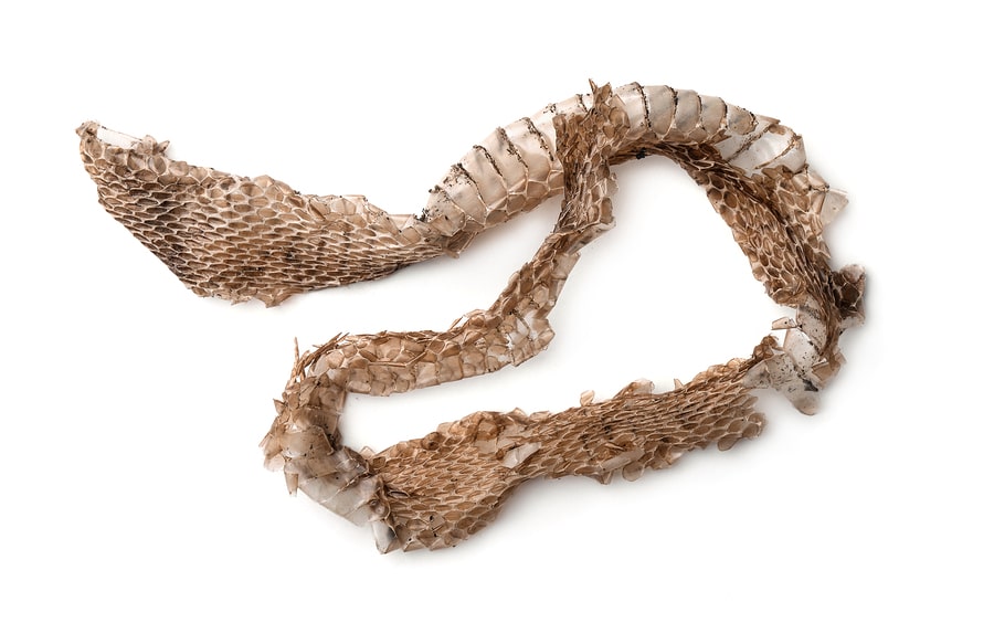 Snake shed skin