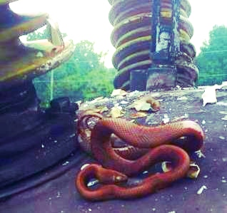 Snake proof fence substation outage prevention