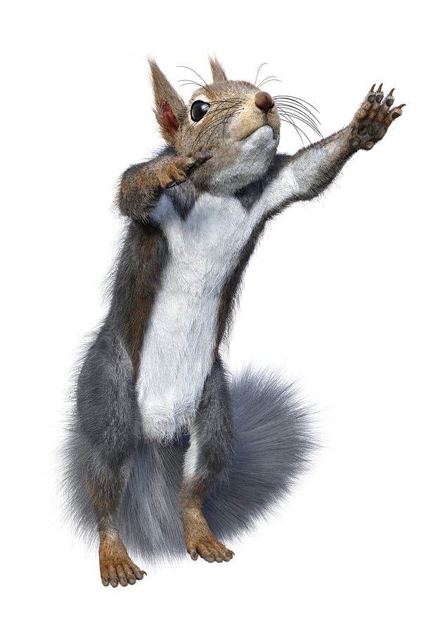 bigstock D Rendering Eastern Grey Squi 257371681