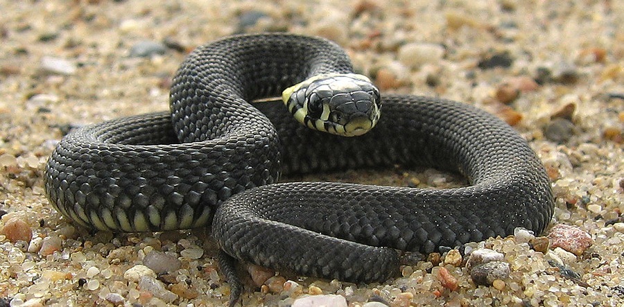 bigstock Snake 20595470