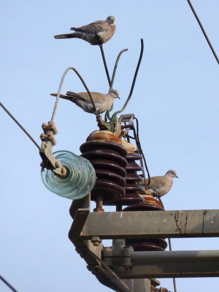 birdssubstation