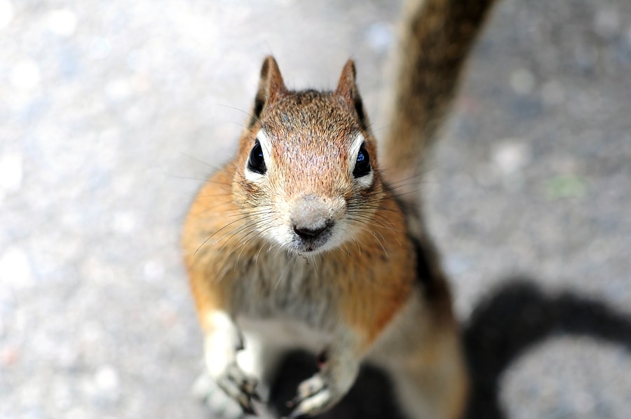 electric fence barrier fencing squirrels