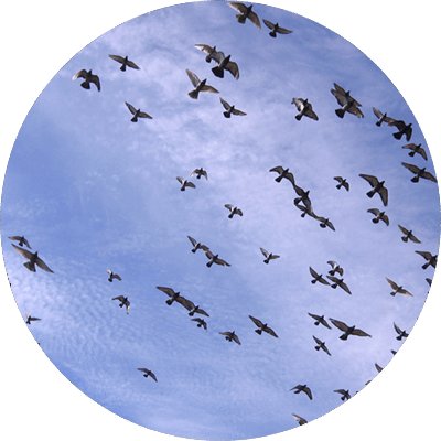 bird circle