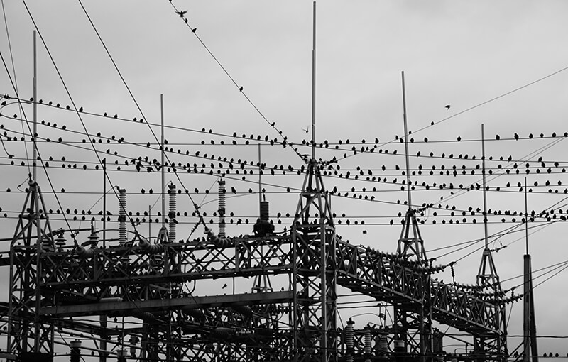 birds dark