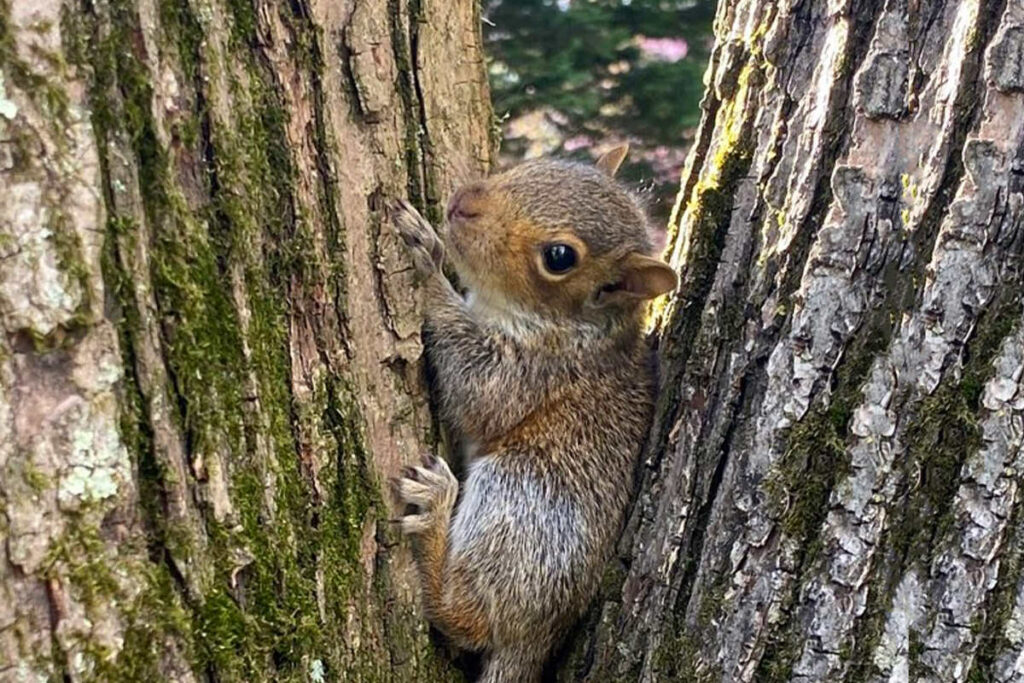 baby squirrel