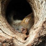 Baby Squirrels